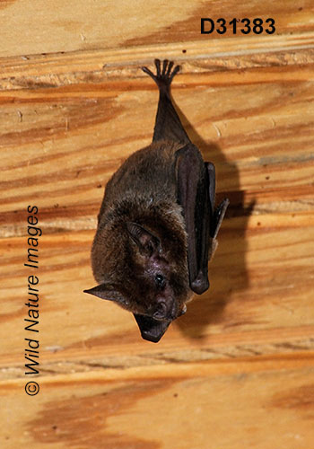 Glossophaga soricina, Pallas's Long-tongued Bat